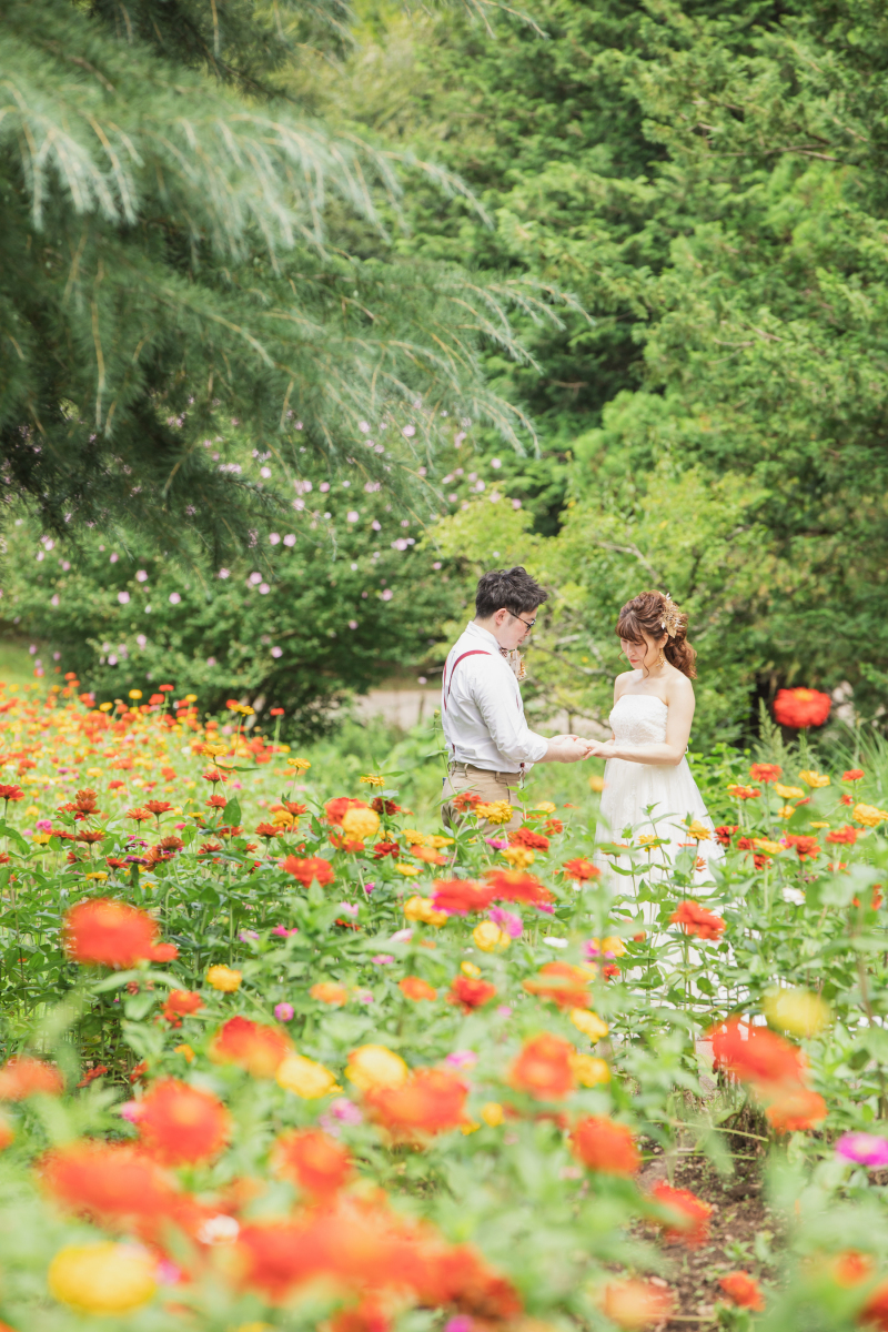 百日草のじゅうたん