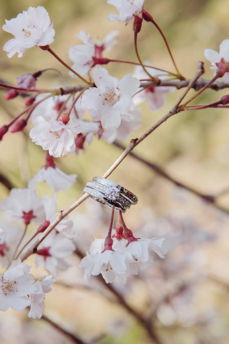指輪と桜