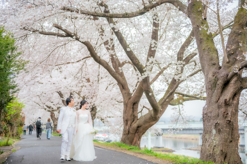 桜のトンネル*