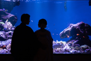 【仙台うみの杜水族館 ロケーションフォト】大迫力！いきもの達と一緒に撮影♪