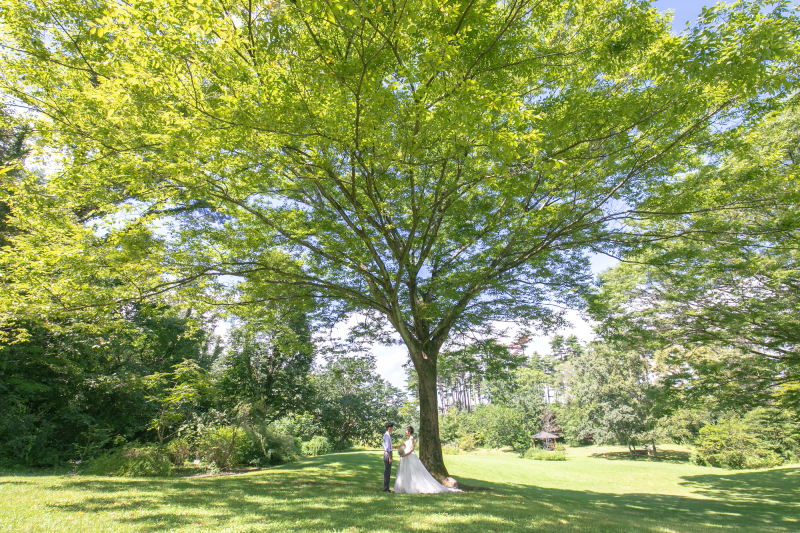 大きな木の下で