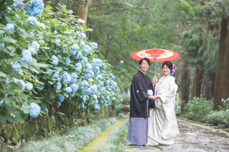 どこまでも続く紫陽花と