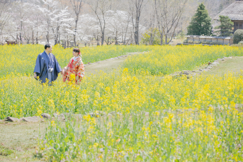 綺麗にさいた菜の花スポット！！