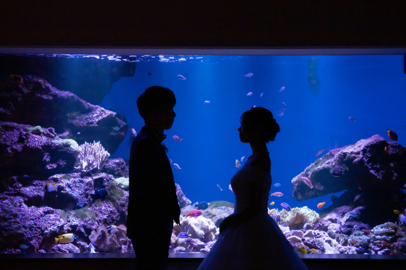 幻想的なシルエット撮影!背景のお魚がかわいいです