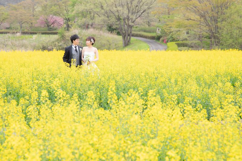 菜の花に囲まれて＊