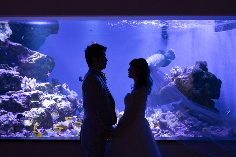 【仙台うみの杜水族館 ロケーションフォト】大迫力!いきもの達と一緒に撮影♪(ヘアメイク・移動費・申請費・全データ付き!)