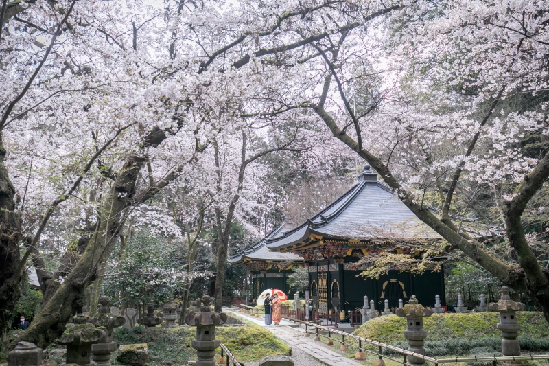 《今だけ超早割!和装桜ロケ》◇撮影料金より¥33,000OFF!(ヘアメイク・移動費・申請費・全データ付き)