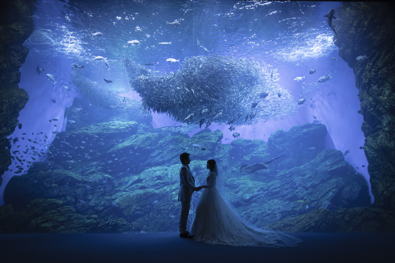 【仙台うみの杜水族館 ロケーションフォト】大迫力!いきもの達と一緒に撮影♪(ヘアメイク・移動費・申請費・全データ付き!)