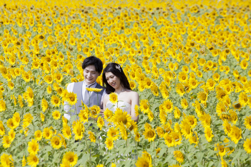 【小野市】桜・ひまわり・コスモス・紅山など、自然豊かなロケーションフォト<データ100カット付き>
