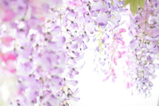 フォトスタジオプリンセス大宮