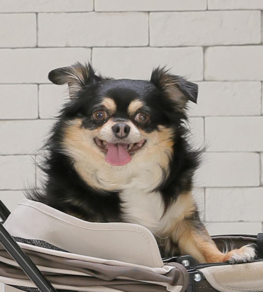 来店時はゲージでお願いします！