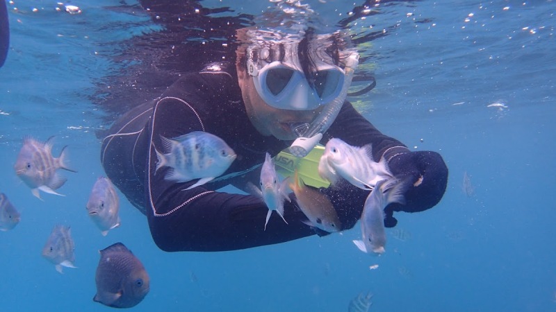 たくさんの熱帯魚