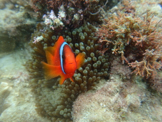 北部シュノーケルとフォト送迎付き♪丸一日遊び尽くしました！