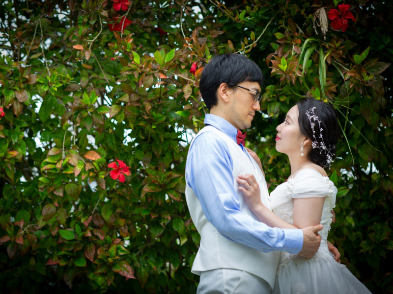 ハイビスカスと