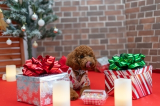 琉球エンターテイメント(琉球ウェディング・studioCASA)