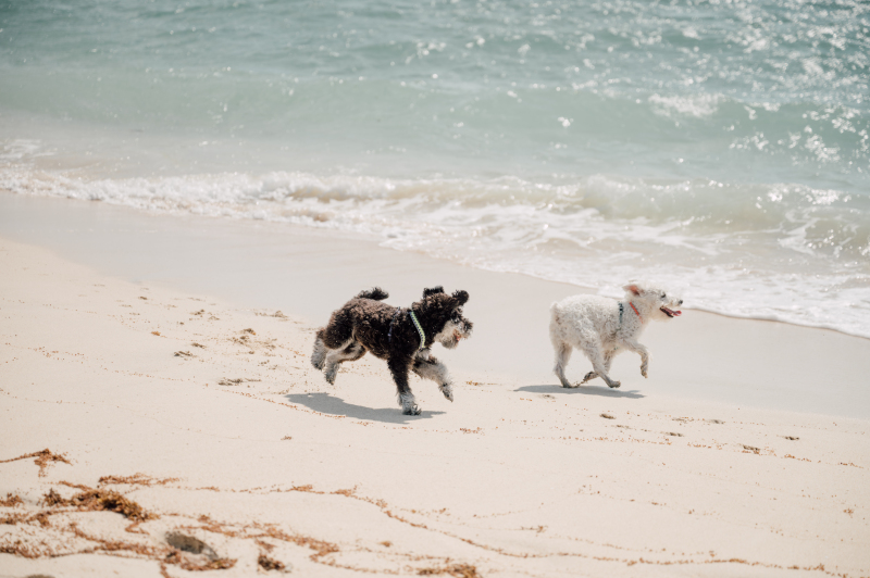 琉球エンターテイメント(琉球ウェディング・studioCASA)_ペットと一緒に撮影できる