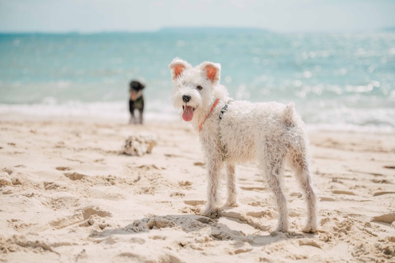 ペットのソロショットも