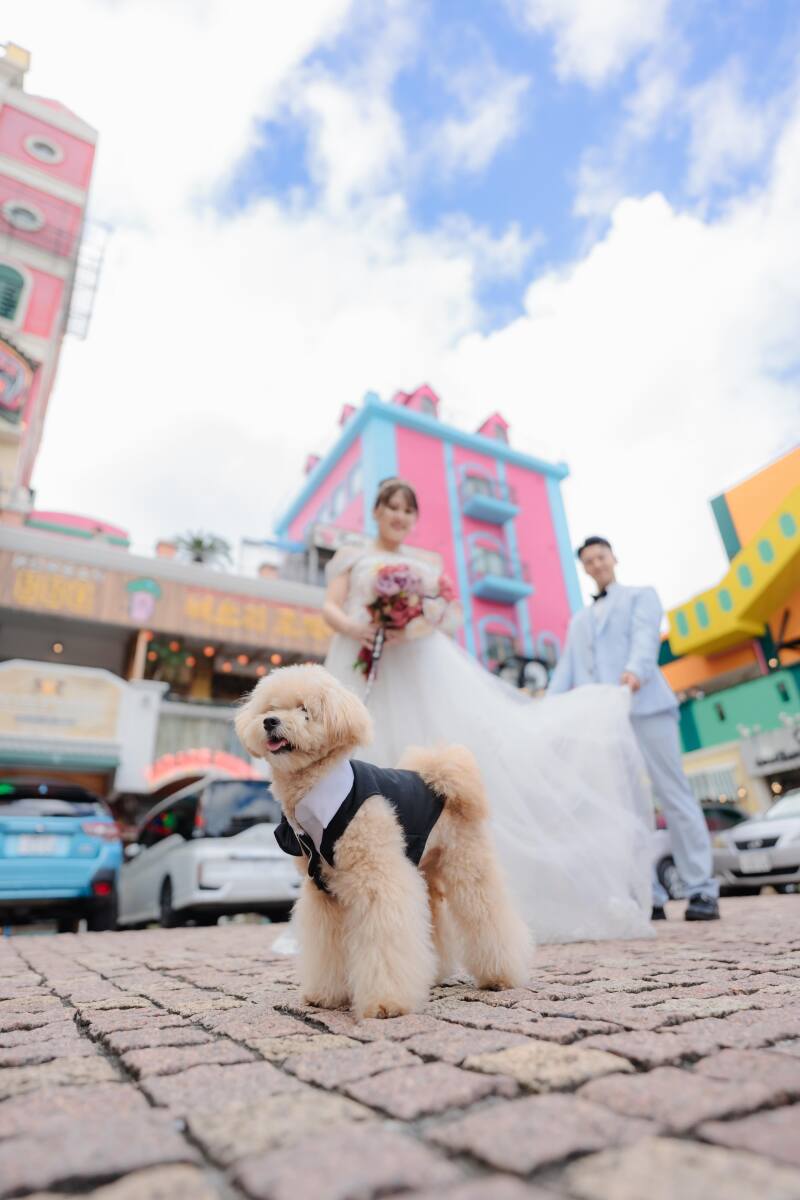 琉球エンターテイメント(琉球ウェディング・studioCASA)_ペットと一緒に撮影できる