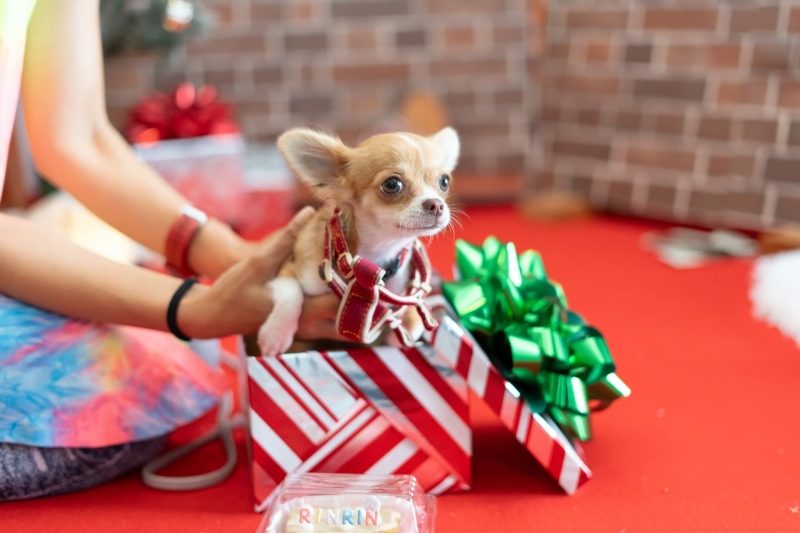 琉球エンターテイメント(琉球ウェディング・studioCASA)_ペットと一緒に撮影できる