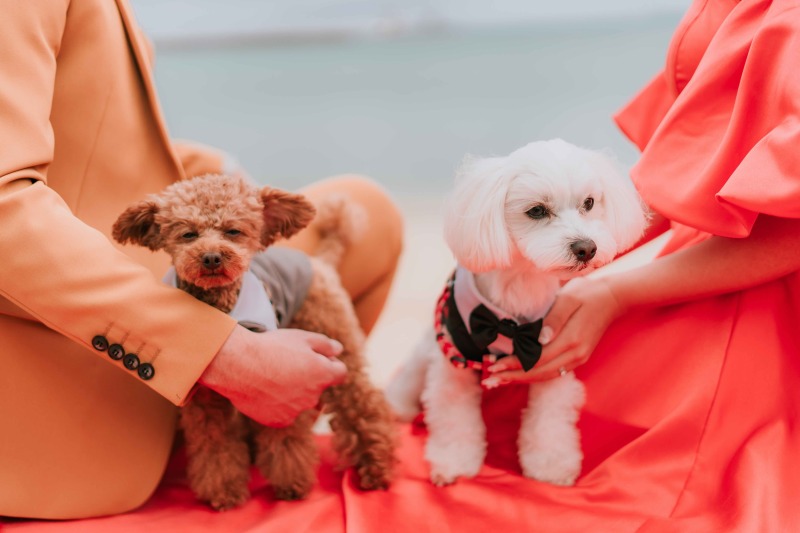 琉球エンターテイメント(琉球ウェディング・studioCASA)_ペットと一緒に撮影できる