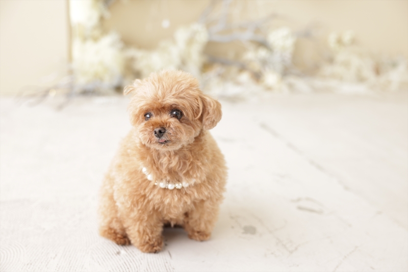 スタジオエミュ_ペットと一緒に撮影できる