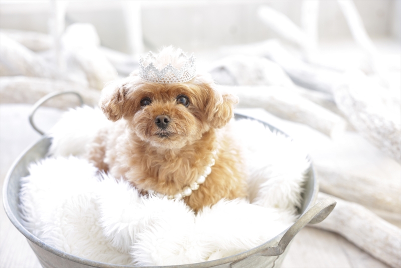 スタジオエミュ_ペットと一緒に撮影できる