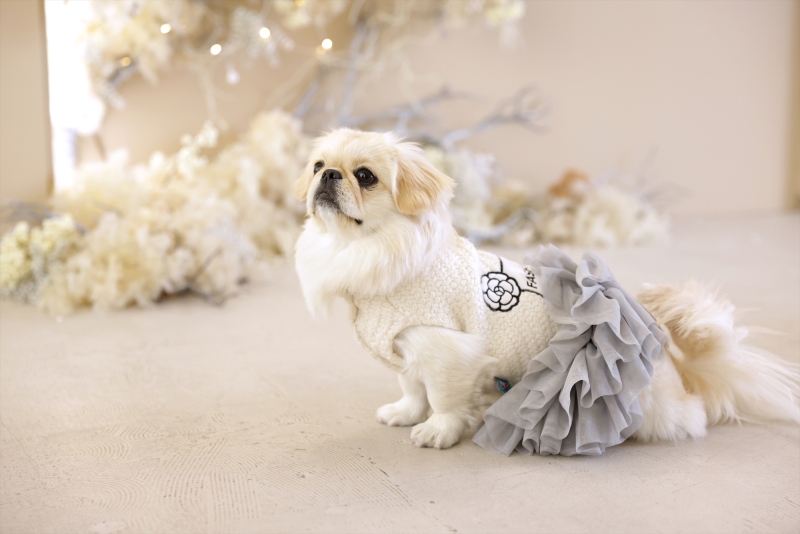 スタジオエミュ_ペットと一緒に撮影できる