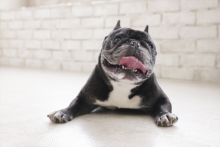 ペットと一緒に撮影