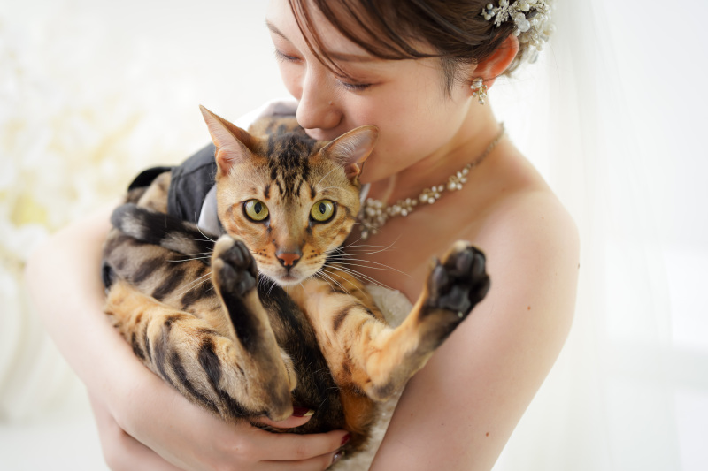 猫猫猫