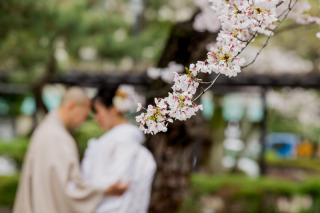 予約受付開始【桜&times;お茶室】落ち着きある庭園＜中村公園＞白無垢&色打掛【ロケ費・全データ・アルバム付】※必要なものコミ！追加料なし