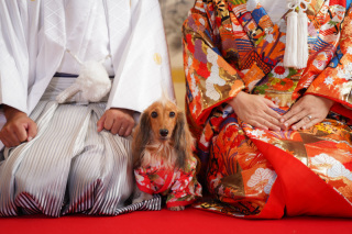 大型犬もOK　スタジオでもロケでも家族みんなで撮影できるプラン　しかもこの価格で完結‼︎