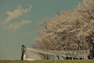 那須野ヶ原での桜フォト