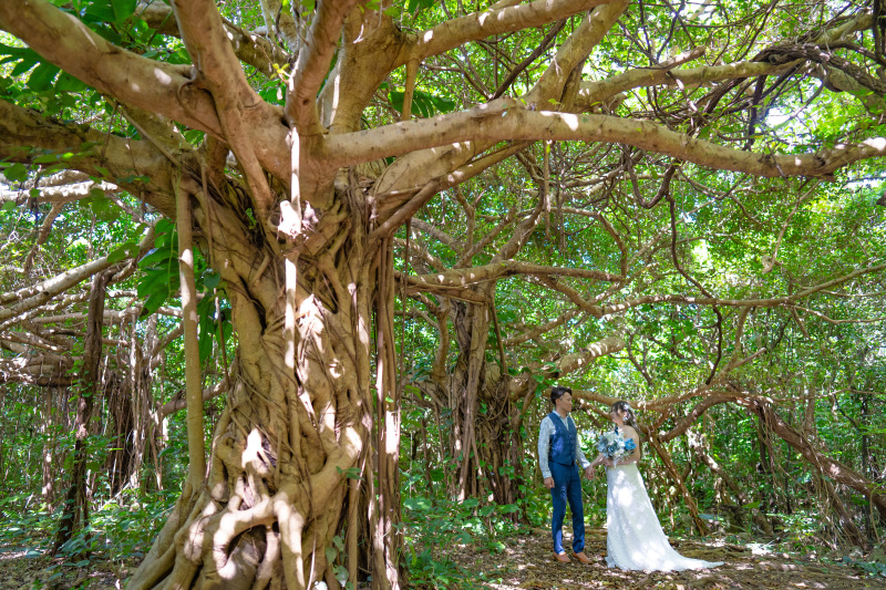ガジュマル並木の下で