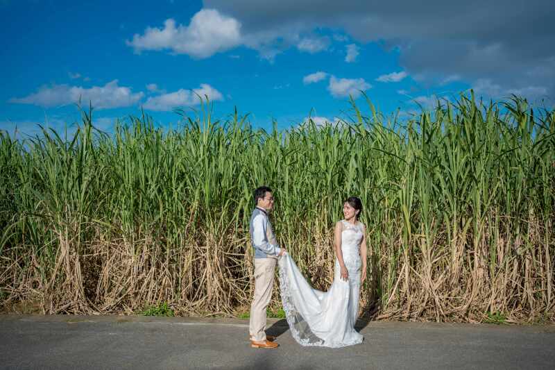 サトウキビ畑で