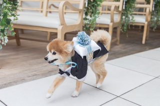 メゾンフォトスタジオ