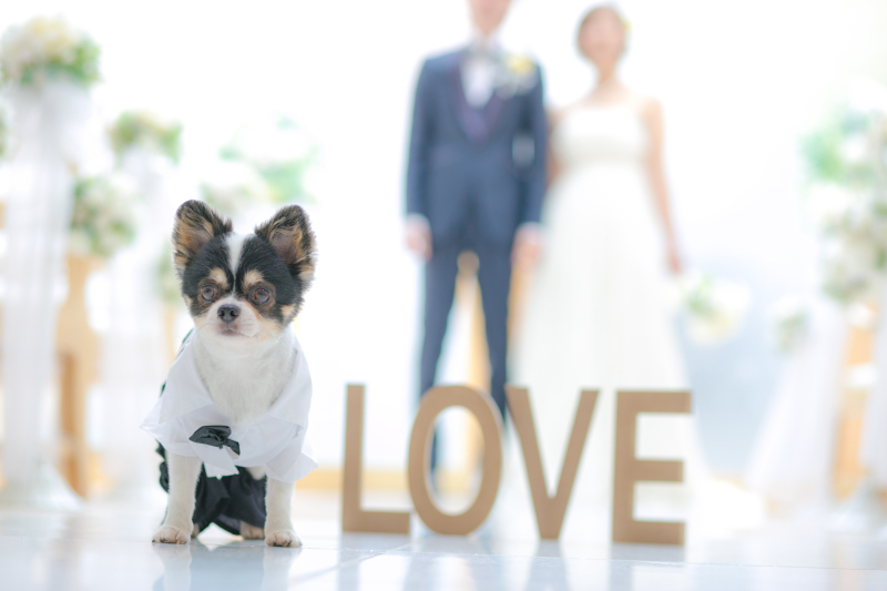 メゾンフォトスタジオ_ペットと一緒に撮影できる