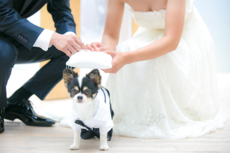 メゾンフォトスタジオ_ペットと一緒に撮影できる