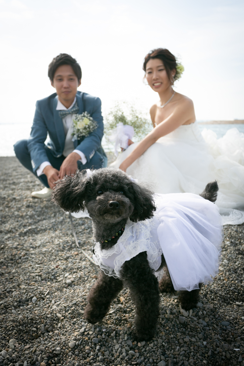 DRESS AND STYLESりんくう店_ペットと一緒に撮影できる