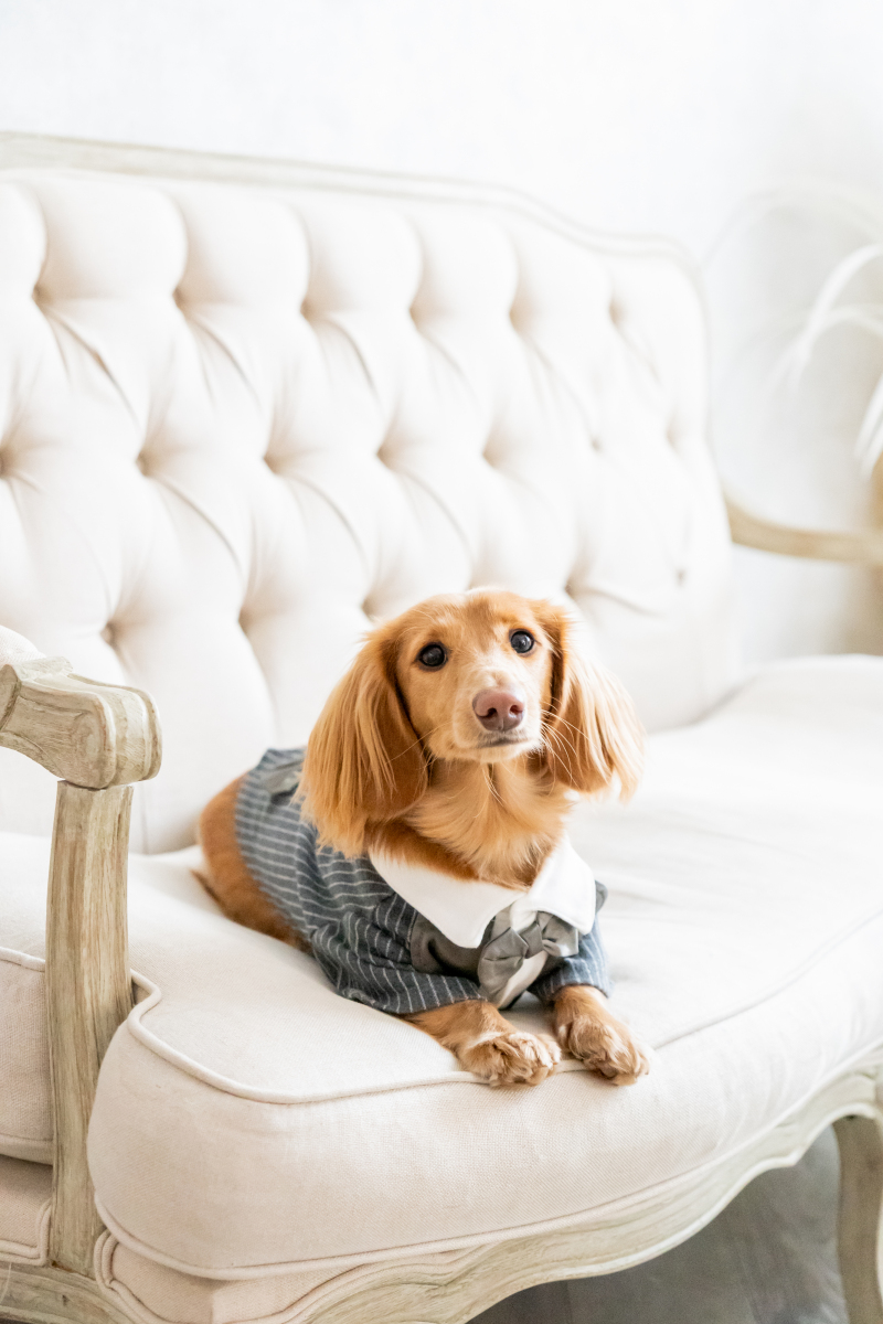 ワンちゃんソロ