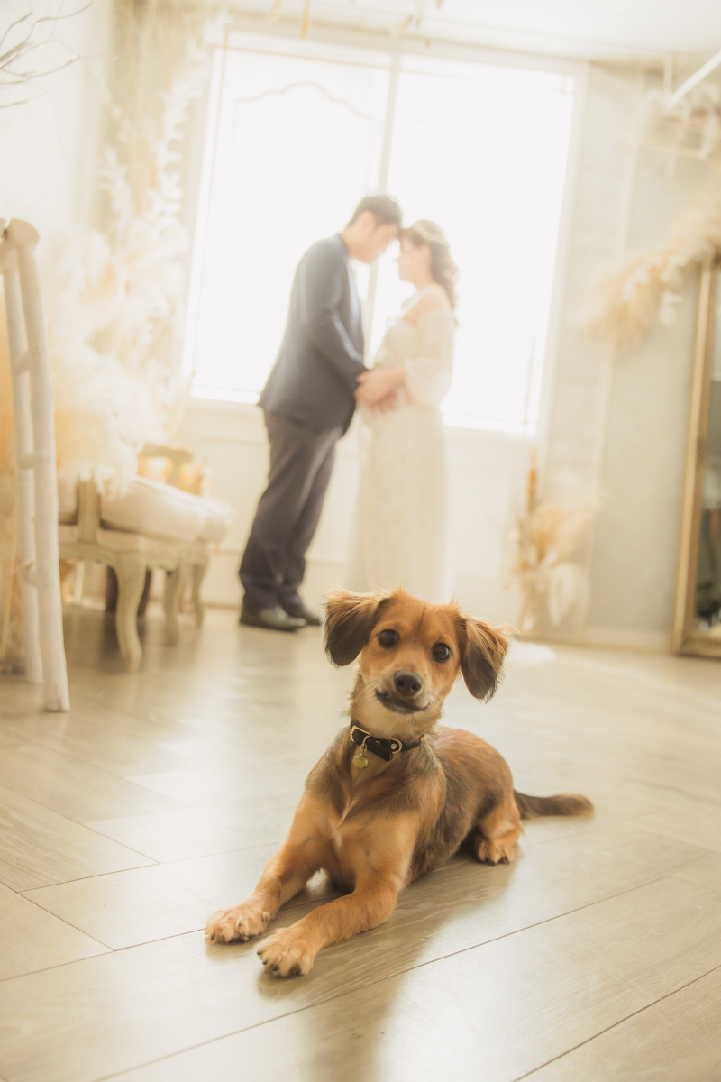 ワンちゃんと♡スタジオマタニティフォト