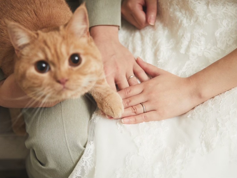 大切なペットとリングショット