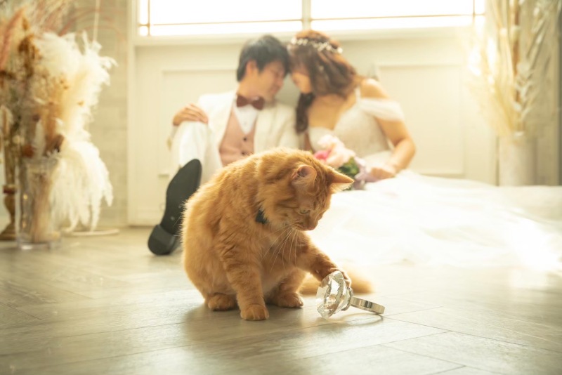 《ペットと一緒》ウィズペットプラン ドレス・タキシード1着ずつのさらに衣装グレードアップなし!店内どれでも選び放題☆