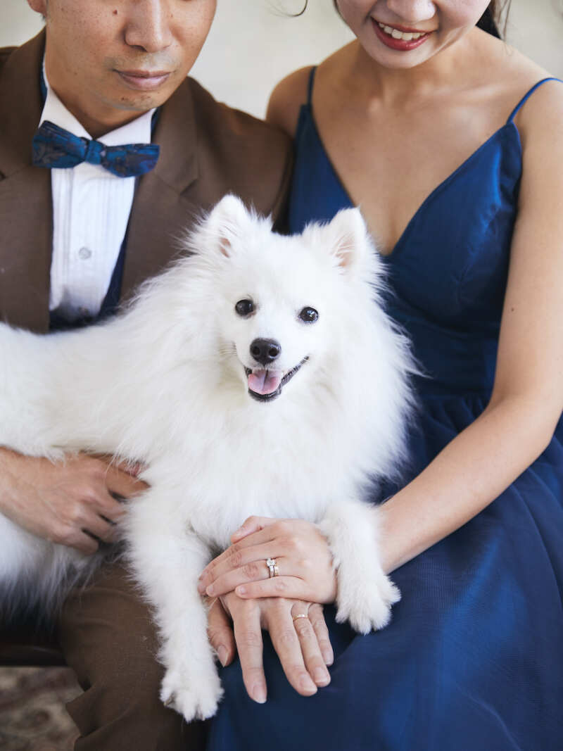 真っ白なわんちゃんおｔ一緒に