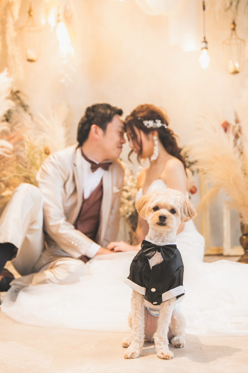 スタジオ撮影でワンちゃんと一緒に