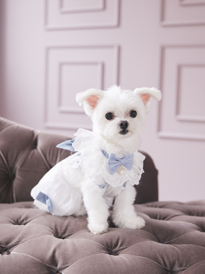 ペットとスタジオウエディングフォト