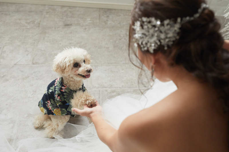 トイプードルちゃんがいい子すぎる子で♡