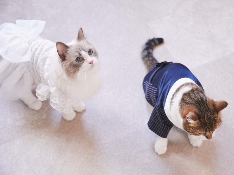 ネコちゃん一緒にウェディングフォト