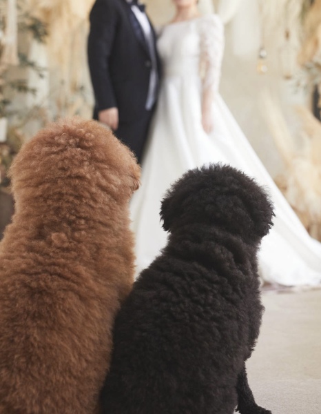 ワンチャンと一緒にウェディングフォト