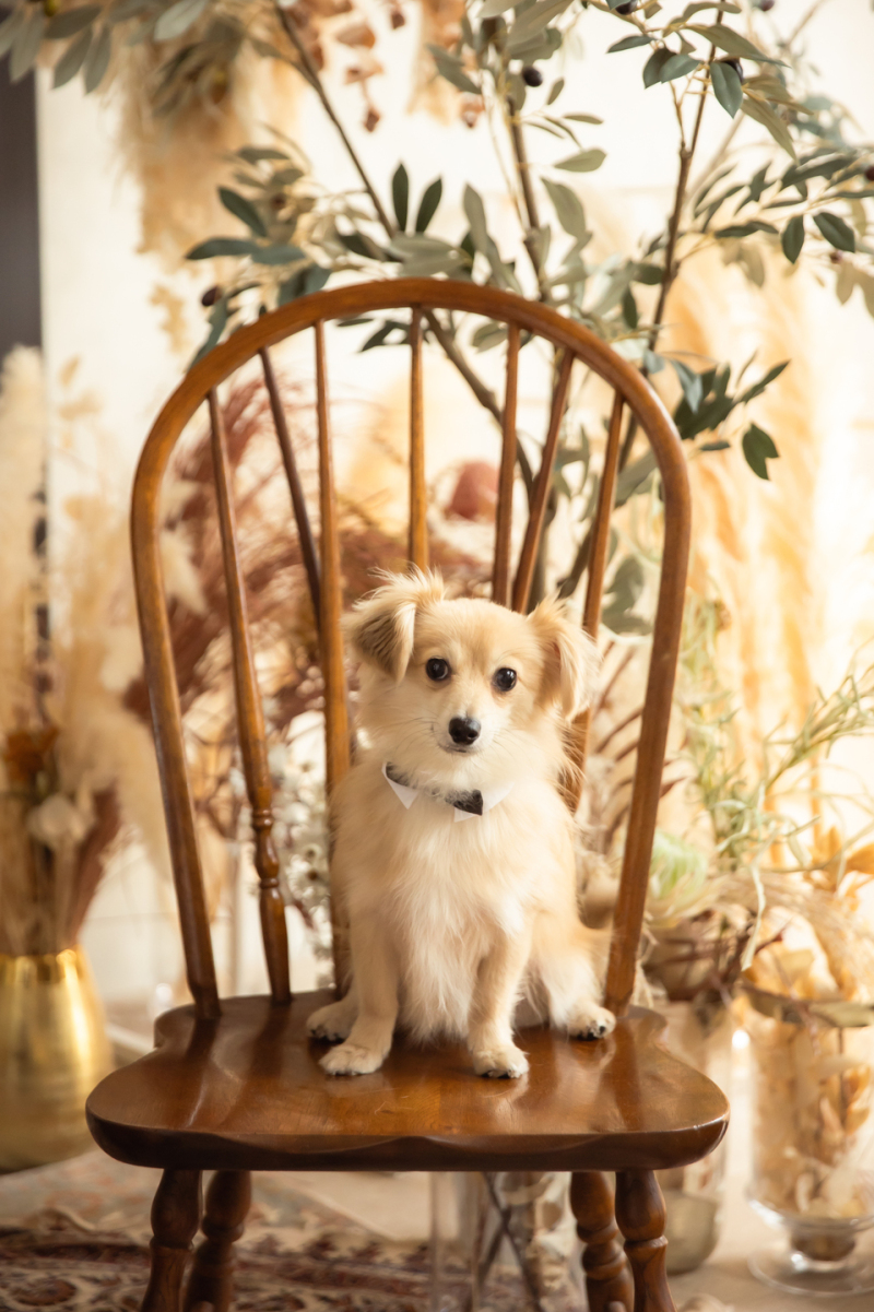 ワンチャンと一緒にウェディングフォト