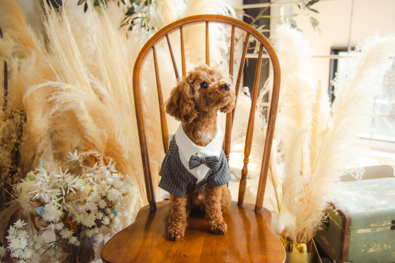 スタジオウエディングフォトペットと一緒に